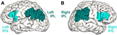 The influence of bilingualism on gray matter volume in the course of aging: a longitudinal study